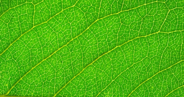 Structure of leaf natural background