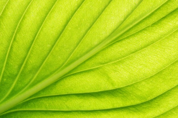 Structure of leaf natural background