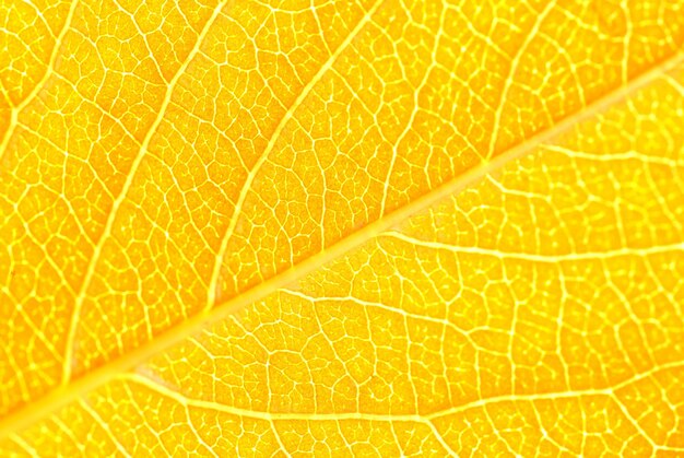 Structure of leaf natural background