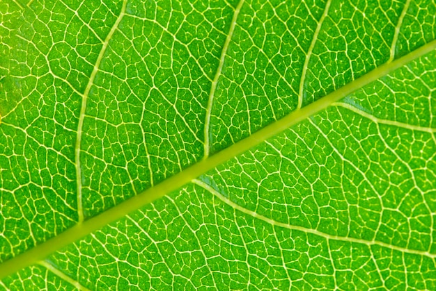 Structure of leaf natural background