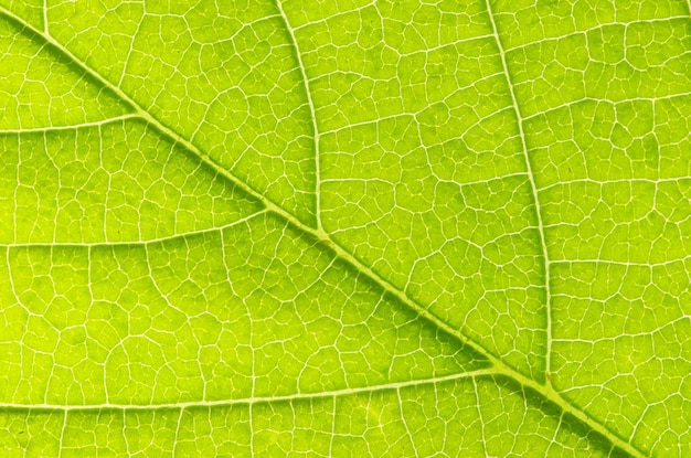 Structure of leaf