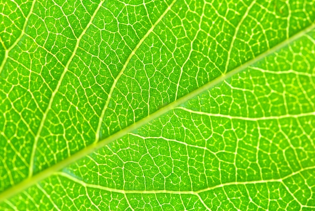 Structure of leaf