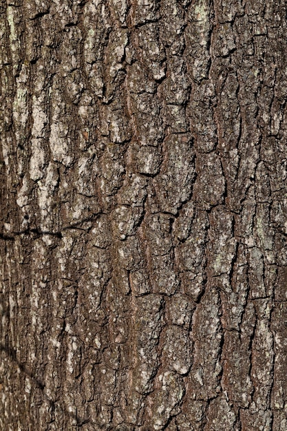 The structure of the tree bark, to protect the wood from insects and pests