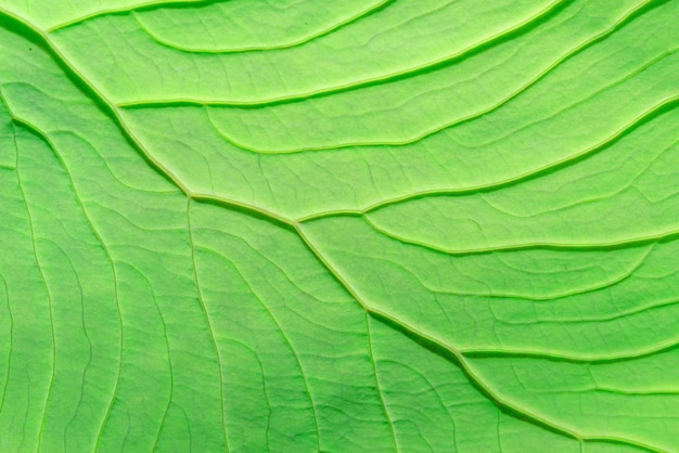 Structuur van blad natuurlijke achtergrond