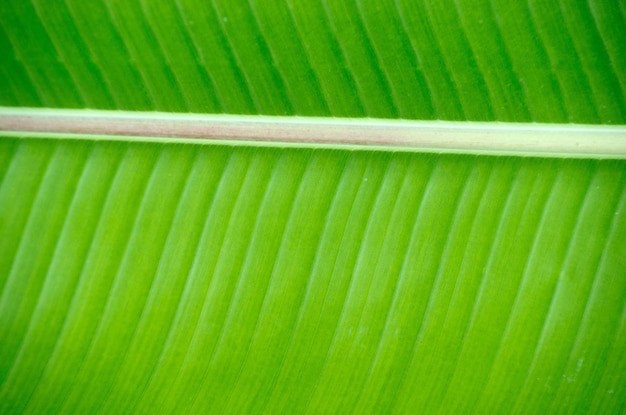 Structuur van blad natuurlijke achtergrond