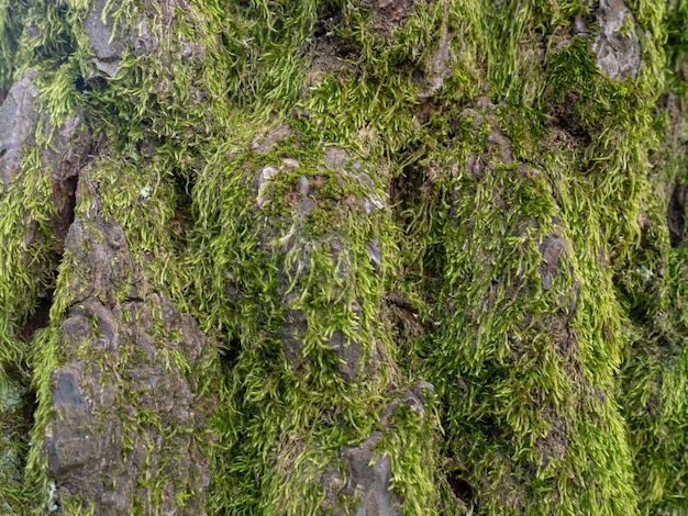 Structuur van boomschors in mos Ongelijke dekking Mos op de boom Achtergrond van natuurlijk materiaal Bark close-up