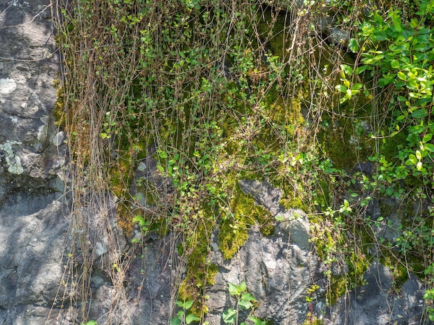 Structuur van zwarte steen Stevig natuurlijk materiaal Hillside Planten en mossen op de steen