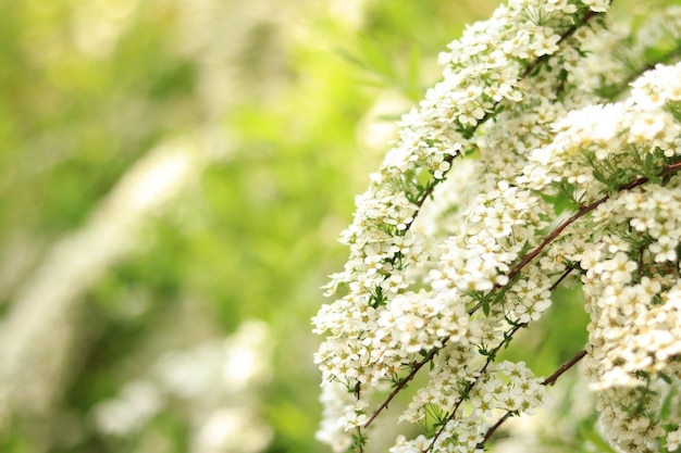 Struik bloeien met witte bloemen onscherpe achtergrond Natuurlijke lente achtergrond