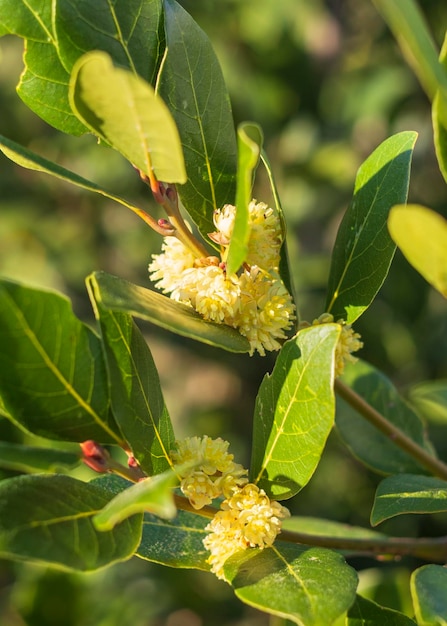 Struik met bladeren en bloemen van de edele Laurel Laurus in de lente bij zonsondergang