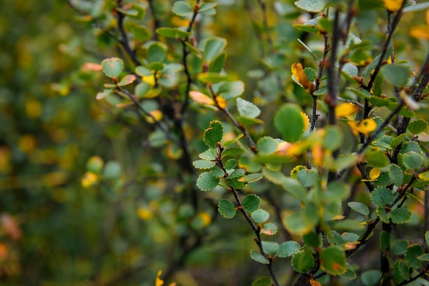 Struik met groen en geel blad