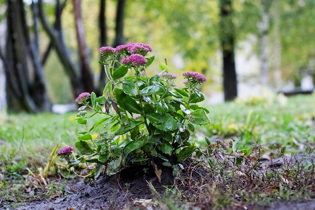 Struik met paarse bloemen met regendruppels op de grond