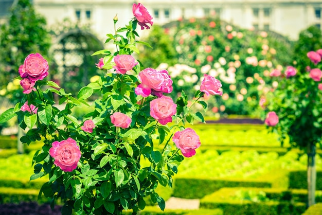 Struik met prachtige rozen in een tuin Gefilterde opname