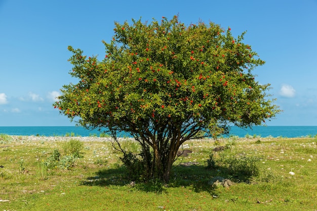 Struik met rode bloemen van granaatappel in de buurt van de blauwe zee, struik en bloemen van granaatappel