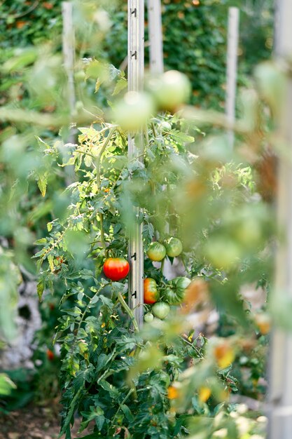 Struik tomaten met fruit is vastgebonden aan een steun in de tuin