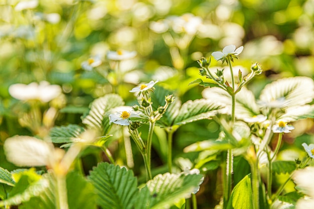 Struik van aardbei met bloem in de lente of de zomertuinbed