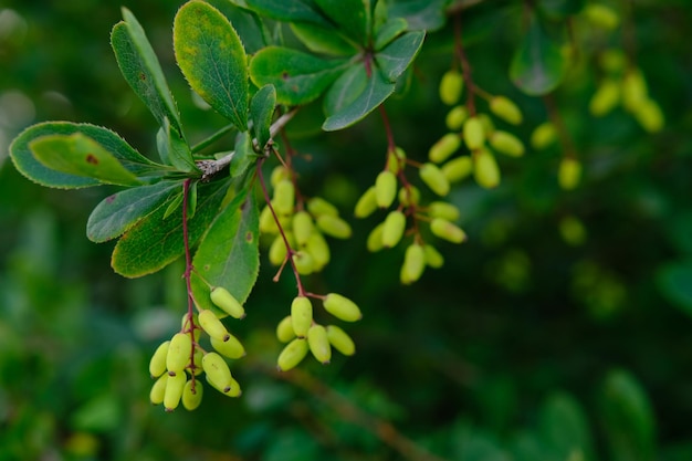 Struik van berberis in het voorjaar met verse groene bladeren en kleine gele bloemen Takken van struiken met jonge bladeren Achtergrondafbeelding Berberis algemeen bekend als berberis