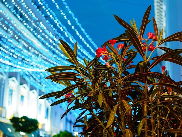 Struik van bloeiende roze oleander in de avondstad tegen de achtergrond van gloeilampen