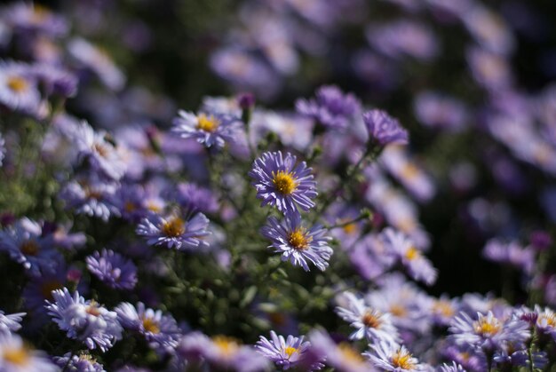 Foto struik van de paarse aster bloemen