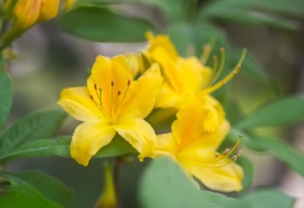 Struik van de Rhododendron in de botanische tuin Mooie bloemenachtergrond