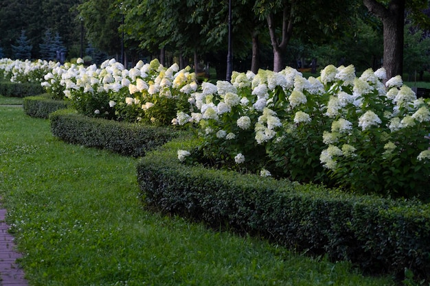 Struik van gardenia Bloembed van witte bloemen