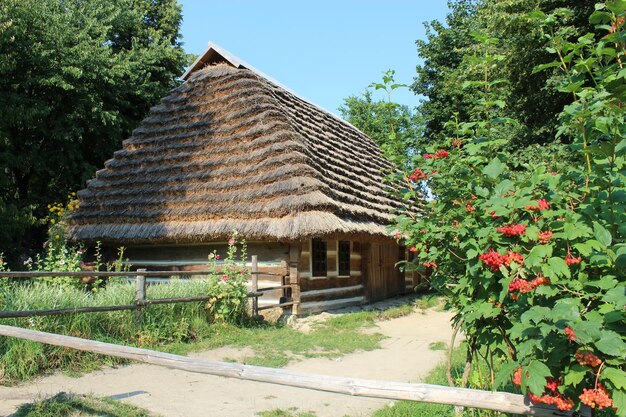 Foto struik van geclusterde rode en rijpe gelderse roos naast een oud landelijk huis