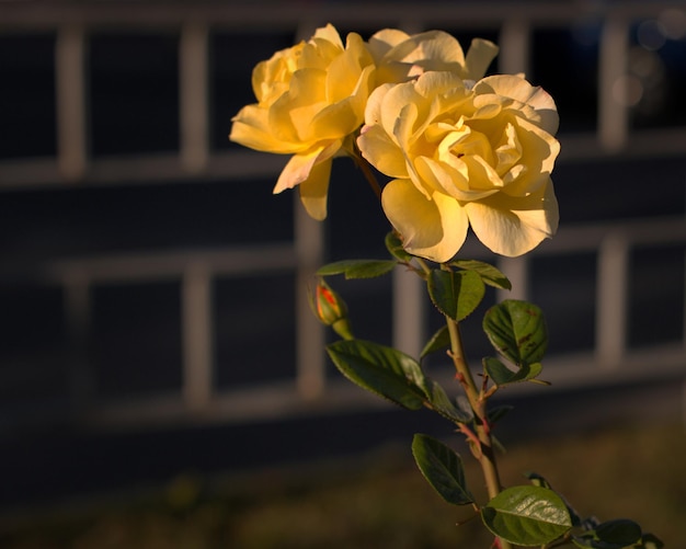 Struik van gele rozen in het steegje van de stad langs de weg, grote toppen van mooie bloemen selectieve focus wazige achtergrond