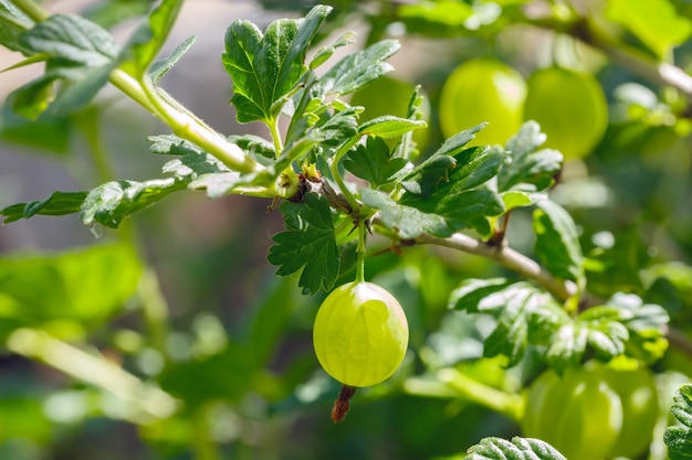 Struik van kruisbessen met rijp fruit.