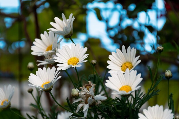 Struik van margrietbloemen met geel