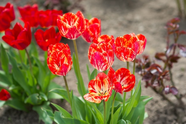 Struik van mooie rode tulpen in de lente