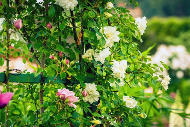 Struik van mooie rozen in een tuin