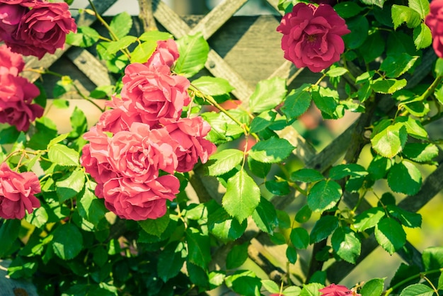 Struik van mooie rozen in een tuin