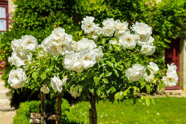 Struik van mooie rozen in een tuin