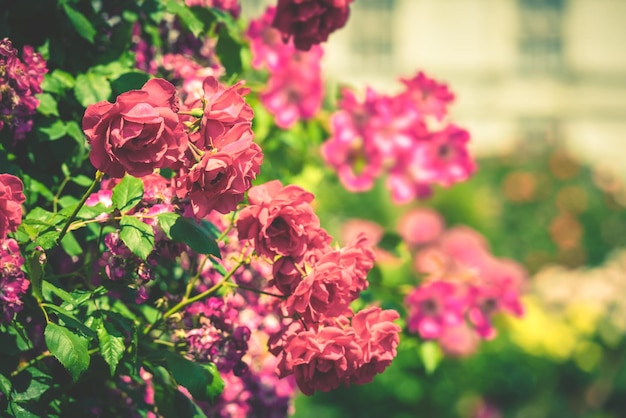 Struik van mooie rozen in een tuin