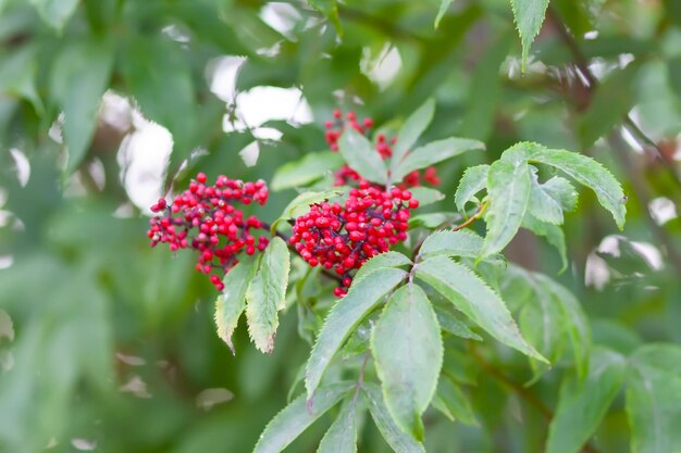 Struik van rode vlierbessenplant Sambucus racemosa