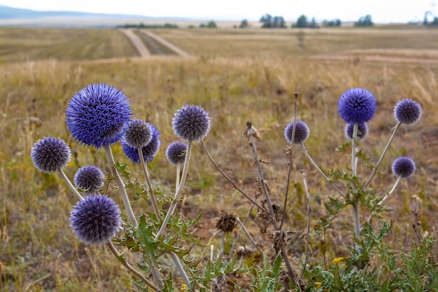 Struik van ronde, doornige blauwe bloemen die in de steppe groeien. Selectieve focus op bloemen. Horizontaal beeld.