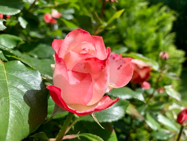 Struik van roze en delicate rozen tegen natuurlijke achtergrond