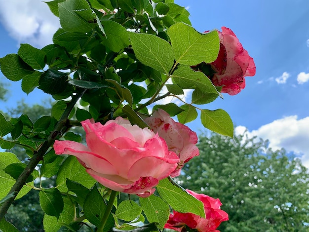 Struik van roze en delicate rozen tegen natuurlijke achtergrond