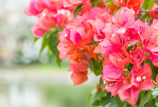 Struiken bougainvillea.