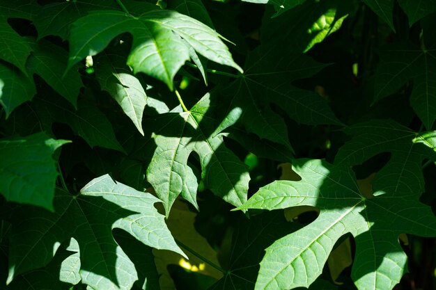 struiken en zonlicht, close-up natuur weergave van groene blad achtergrond