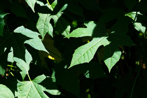 struiken en zonlicht, close-up natuur weergave van groene blad achtergrond