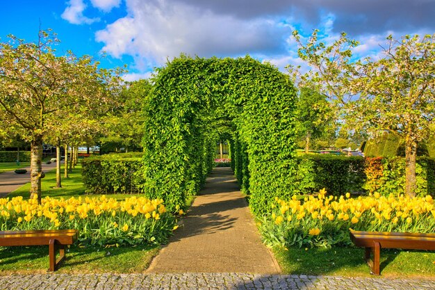 Struiken groen steegje met gele tulpen keukenhof park lisse in holland