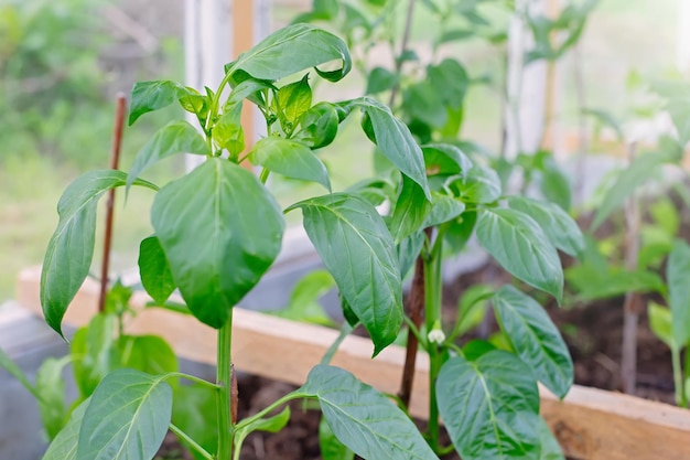 Struiken jonge paprika groeien in een kas