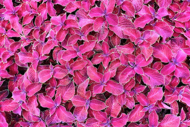 Struiken met bloemen die in het park groeien