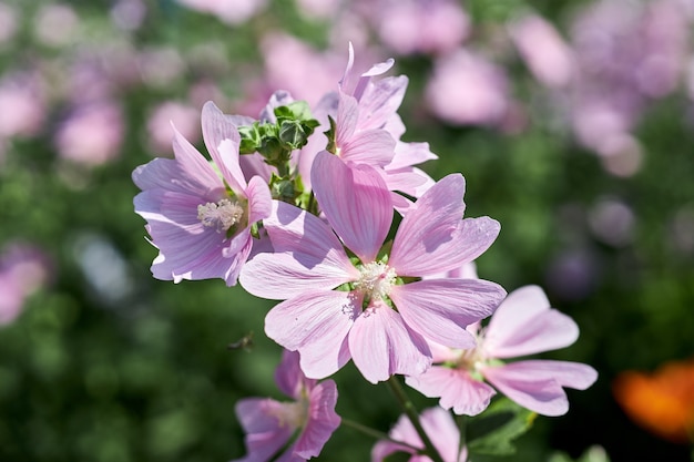 Struiken met mooie roze bloemen bij het huis. Tuinieren en bloementeelt