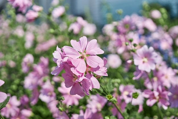 Struiken met mooie roze bloemen bij het huis. Tuinieren en bloementeelt