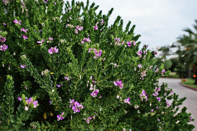 Struiken met paarse bloemen in Bodrum Turkije