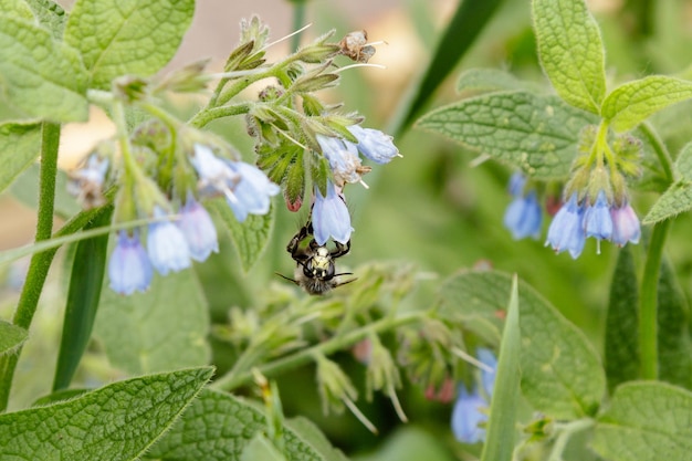 Struiken met prachtige serene bloemen waarop een bijenwesp zit