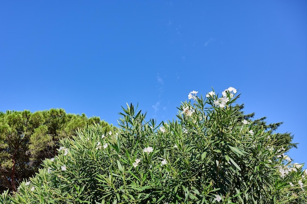 Struiken met witte bloemen en bomen tegen blauwe lucht op zonnige dag