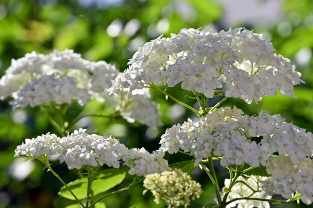 struiken met witte bloemen in de moestuin