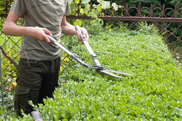 Struiken snoeien in de tuin met grote tuinschaar